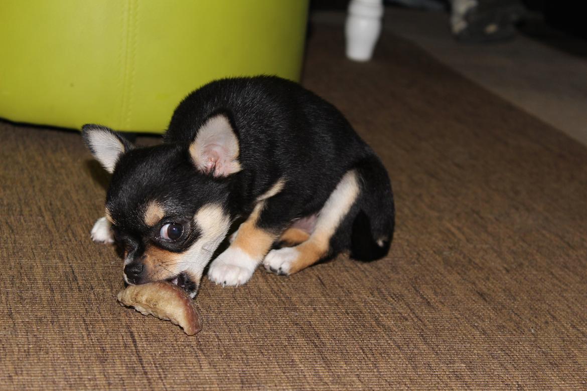 Chihuahua  holmbechs Just Viola (Viola) billede 32