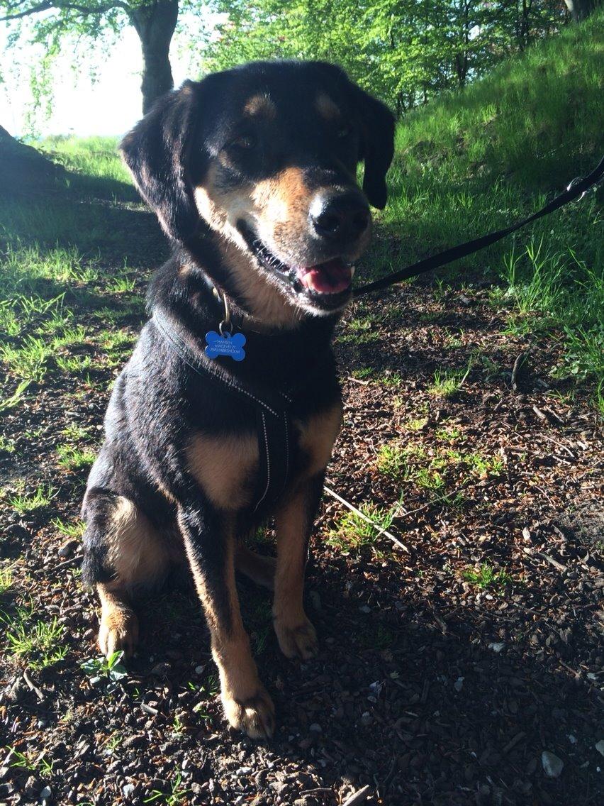 Blanding af racer Lucky billede 4