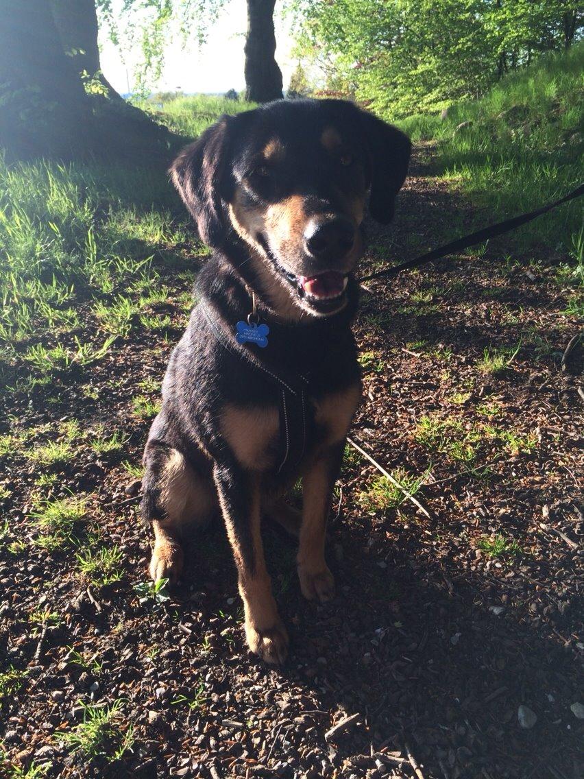 Blanding af racer Lucky billede 21