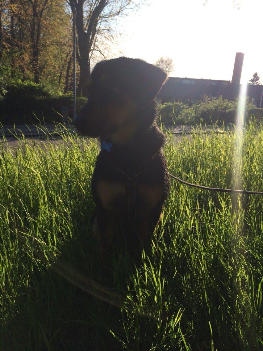 Blanding af racer Lucky billede 22