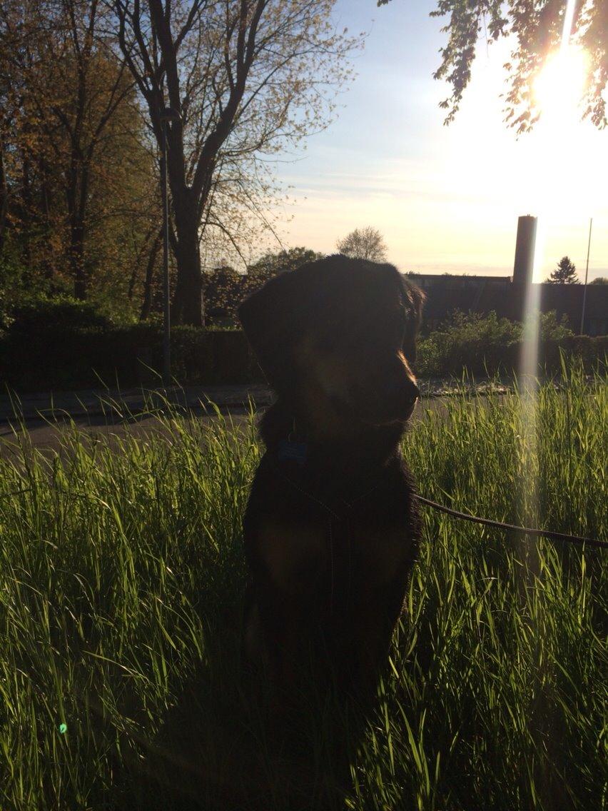 Blanding af racer Lucky billede 5