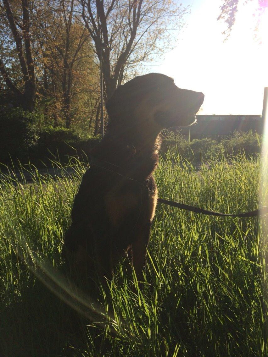 Blanding af racer Lucky billede 25