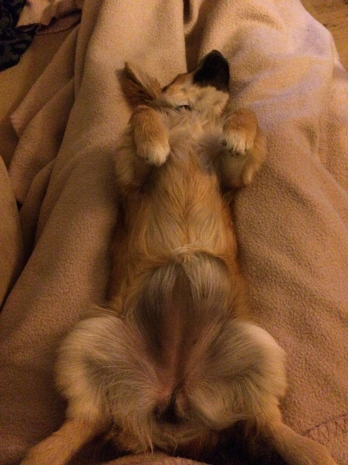 Blanding af racer Aya billede 13