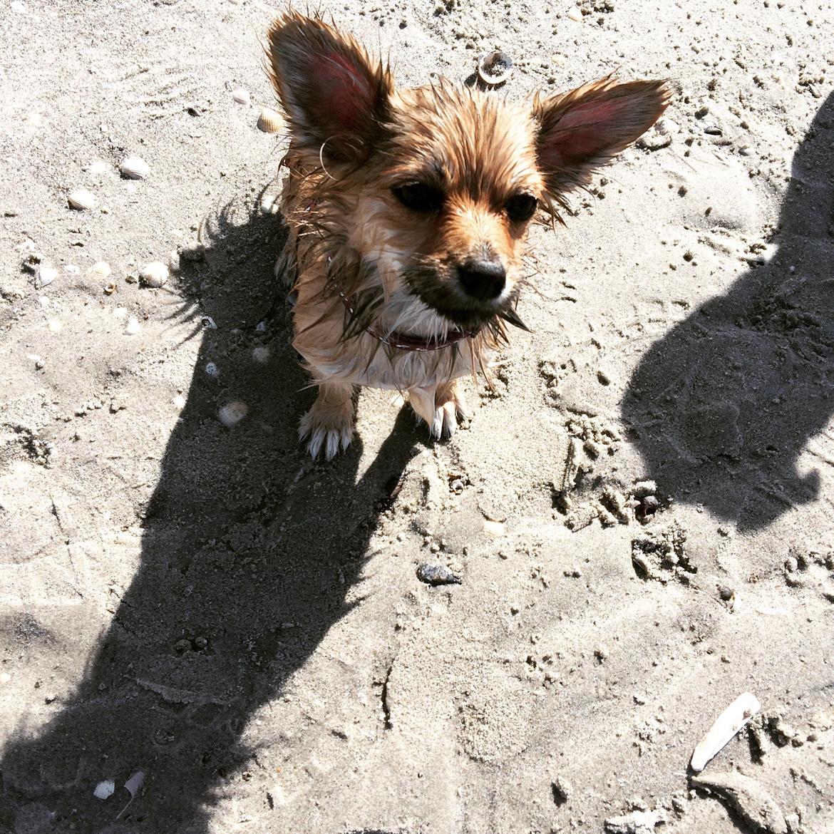 Blanding af racer Aya billede 12