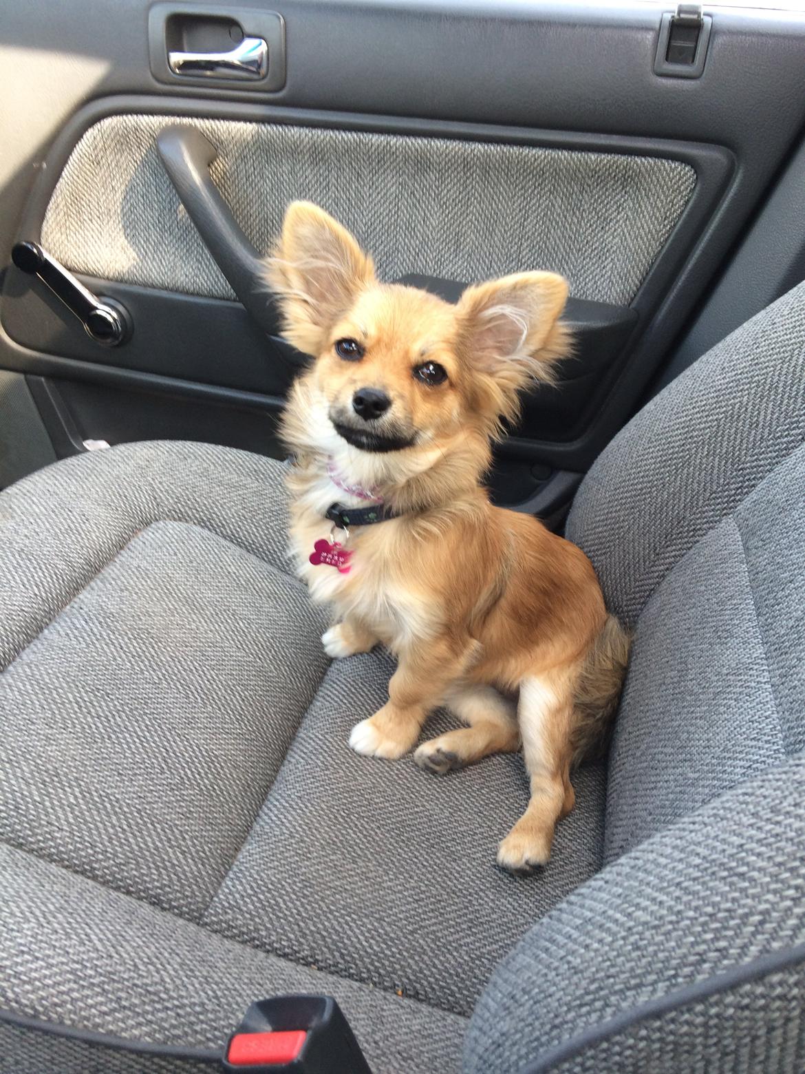 Blanding af racer Aya billede 1