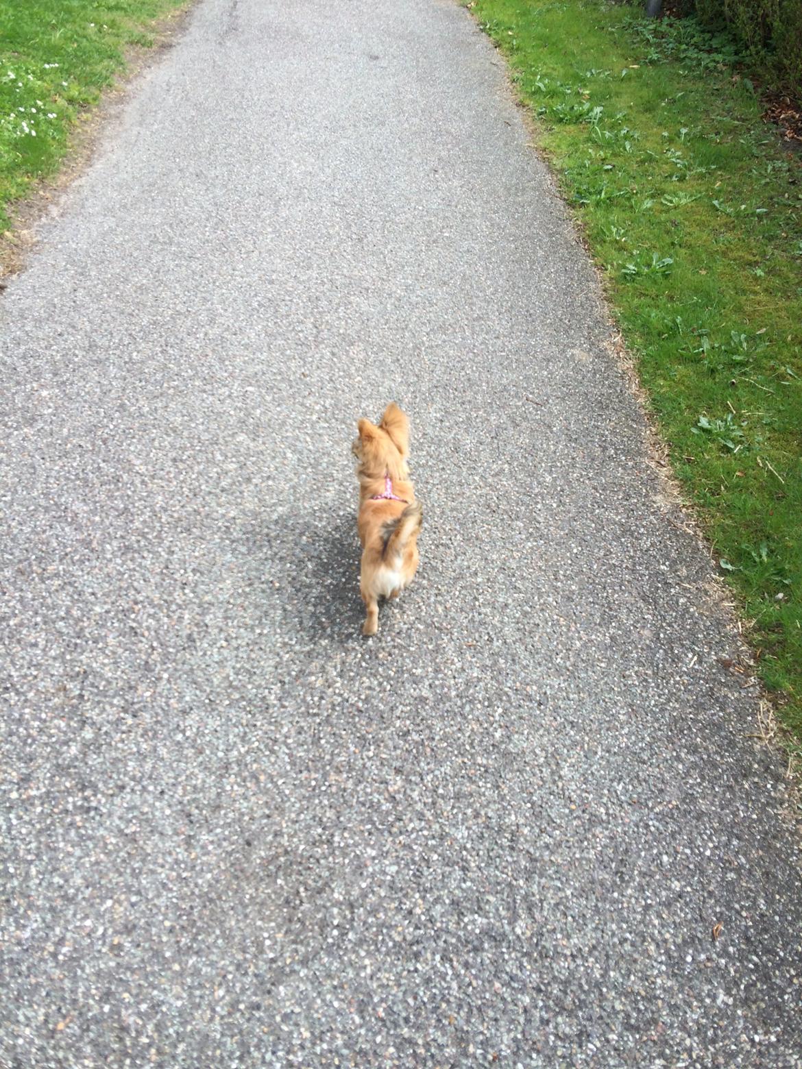 Blanding af racer Aya billede 14