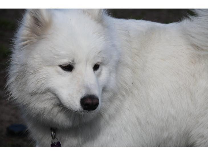 Samojedhund Hilda of Bonzo billede 7