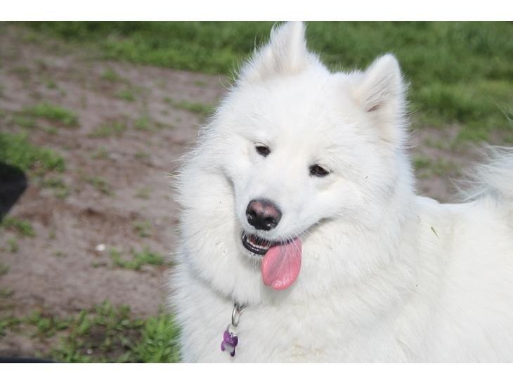 Samojedhund Hilda of Bonzo billede 8