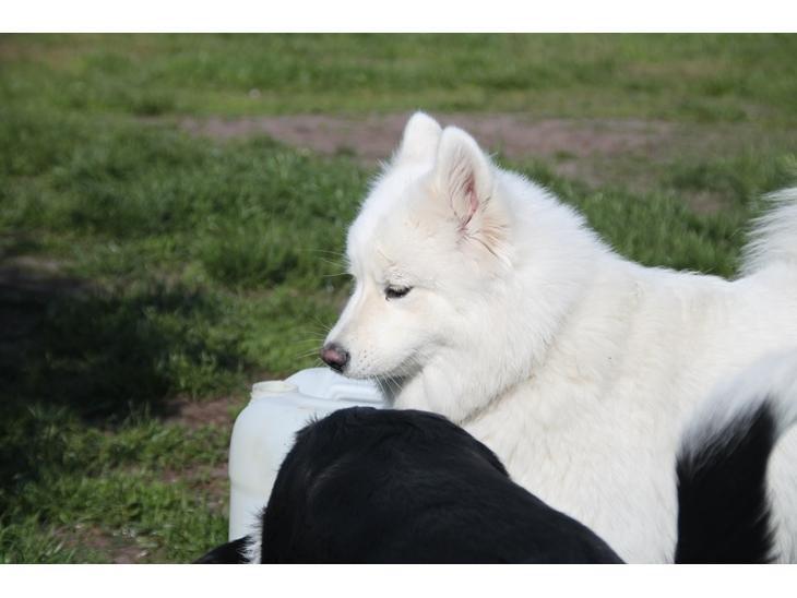 Samojedhund Hilda of Bonzo billede 6