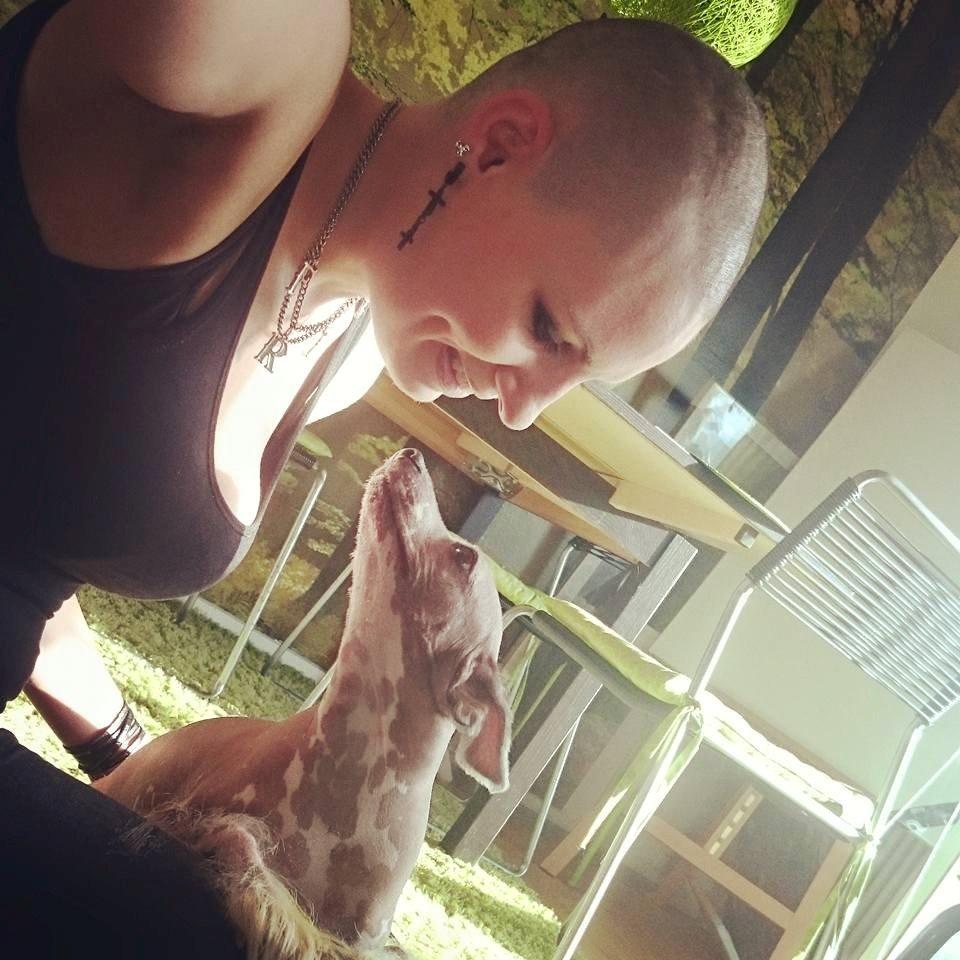 Chinese crested hårløs Spooky billede 27