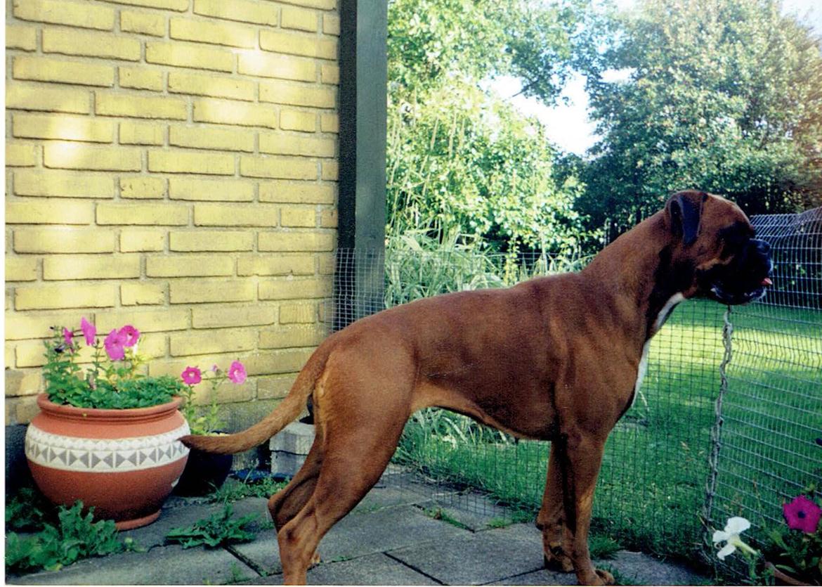 Boxer Verona ( Fie )  ( RIP 10. jan. 2011) billede 1