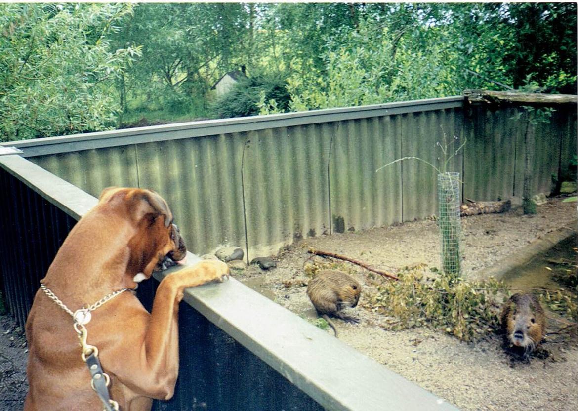 Boxer Verona ( Fie )  ( RIP 10. jan. 2011) billede 2