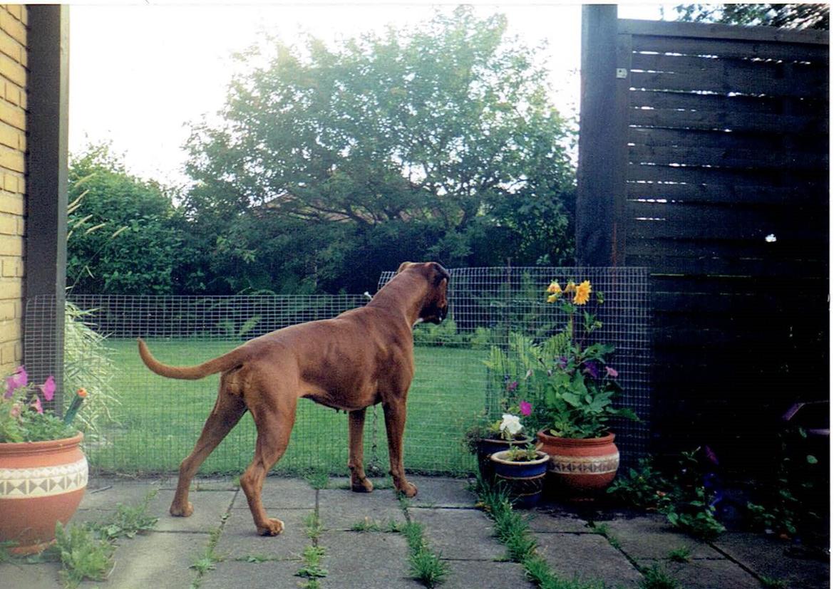 Boxer Verona ( Fie )  ( RIP 10. jan. 2011) billede 3