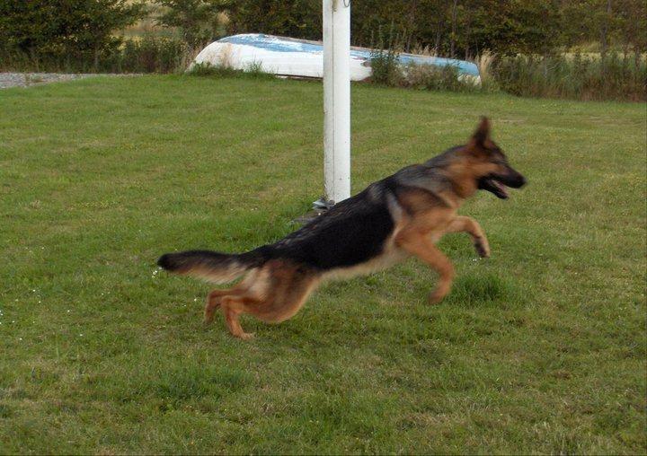 Schæferhund Team Marlboro Joy (Katla) billede 2