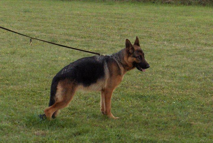 Schæferhund Team Marlboro Joy (Katla) billede 1