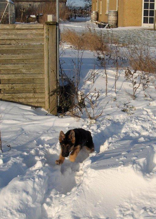 Schæferhund Team Marlboro Joy (Katla) billede 3