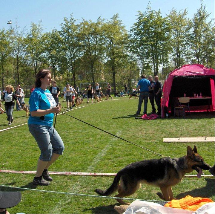 Schæferhund Team Marlboro Joy (Katla) billede 7