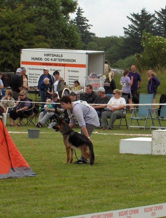 Schæferhund Team Marlboro Joy (Katla) billede 6