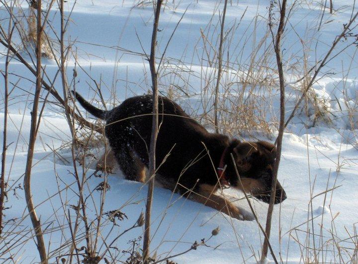 Schæferhund Team Marlboro Joy (Katla) billede 4