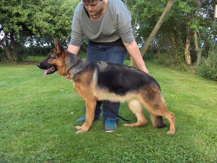 Schæferhund Team Marlboro Joy (Katla) billede 5