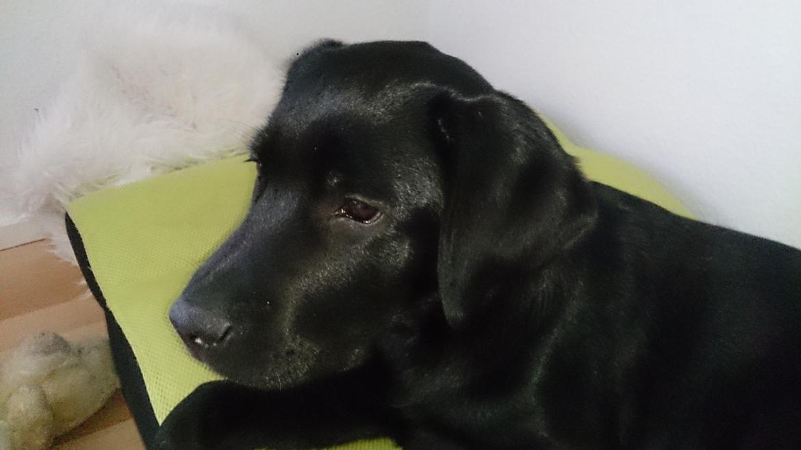Labrador retriever Lab Kenholm Saint Louis blues (Kaldet Mickey) billede 9