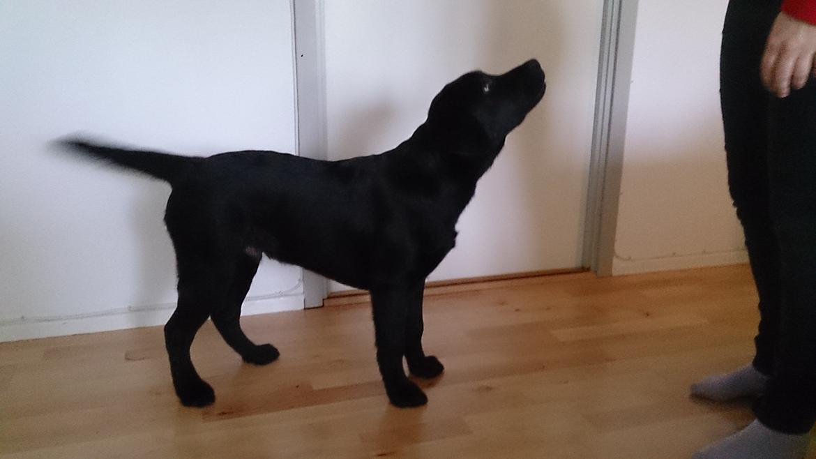 Labrador retriever Lab Kenholm Saint Louis blues (Kaldet Mickey) billede 11