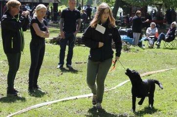 Labrador retriever Lab Kenholm Saint Louis blues (Kaldet Mickey) billede 7
