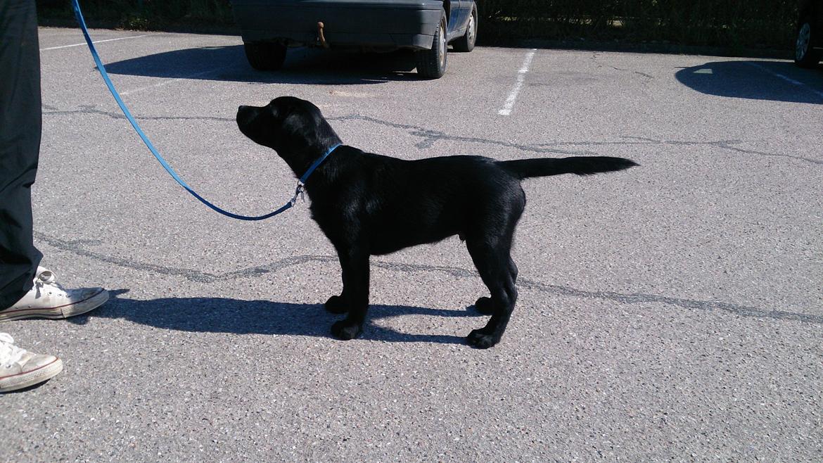 Labrador retriever Lab Kenholm Saint Louis blues (Kaldet Mickey) billede 10