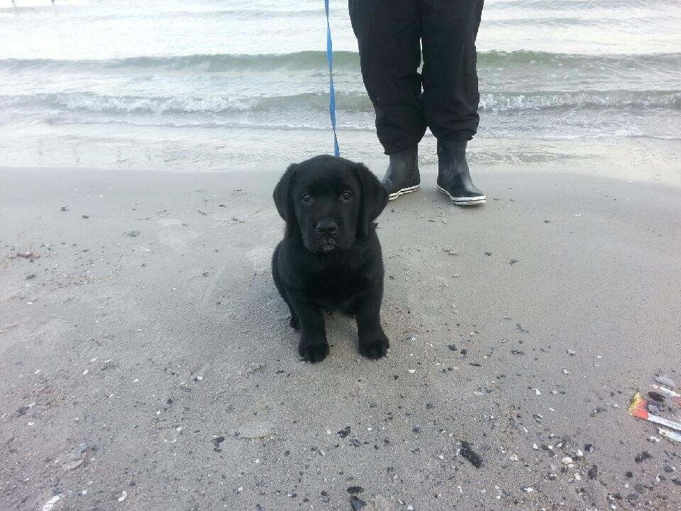 Labrador retriever Lab Kenholm Saint Louis blues (Kaldet Mickey) billede 12