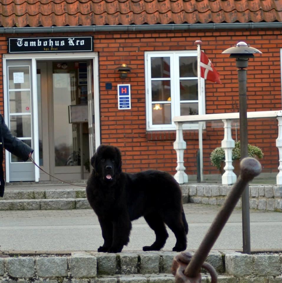 Newfoundlænder StarQuality's AnnaMarie's Karla billede 27