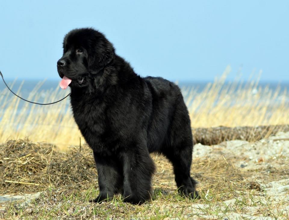 Newfoundlænder StarQuality's AnnaMarie's Karla billede 34