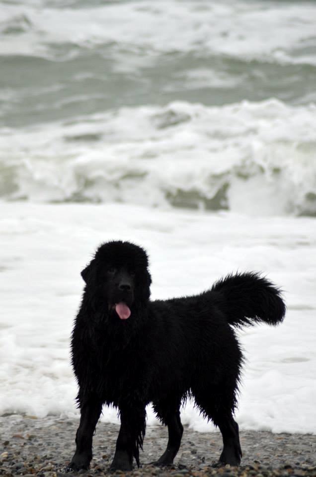 Newfoundlænder StarQuality's AnnaMarie's Karla billede 31