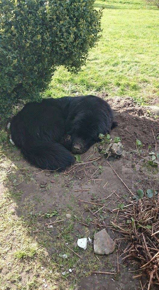 Newfoundlænder StarQuality's AnnaMarie's Karla billede 37