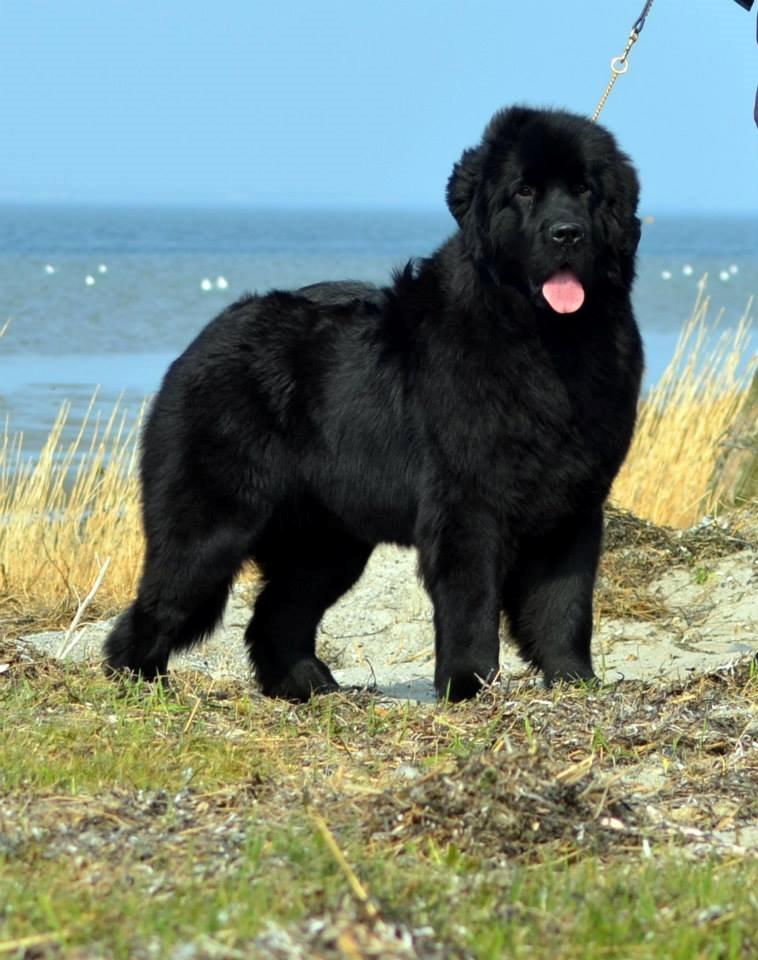 Newfoundlænder StarQuality's AnnaMarie's Karla - Smukke Karla <3 billede 1