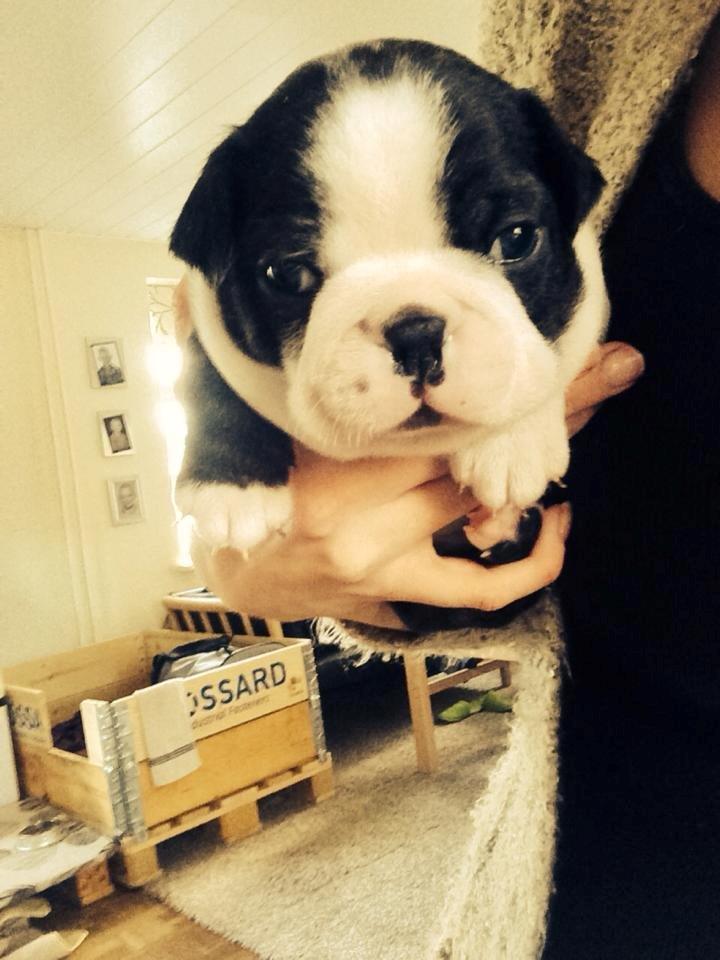 Boston terrier Viggo billede 5