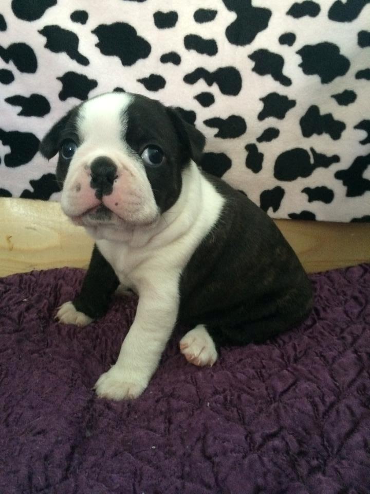 Boston terrier Viggo billede 1