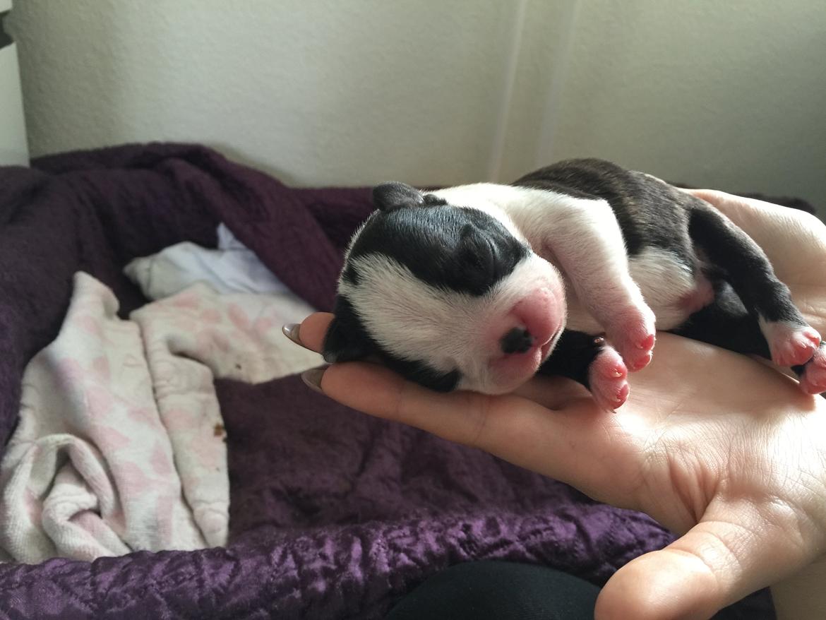 Boston terrier Viggo billede 2