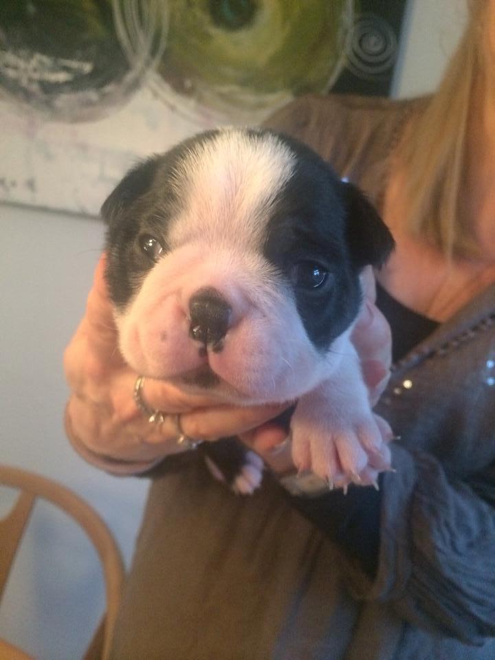 Boston terrier Viggo billede 3