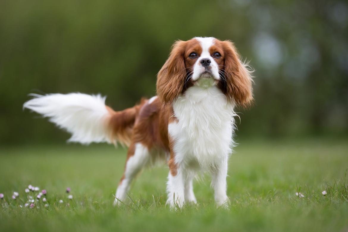 Cavalier king charles spaniel Uffe billede 1