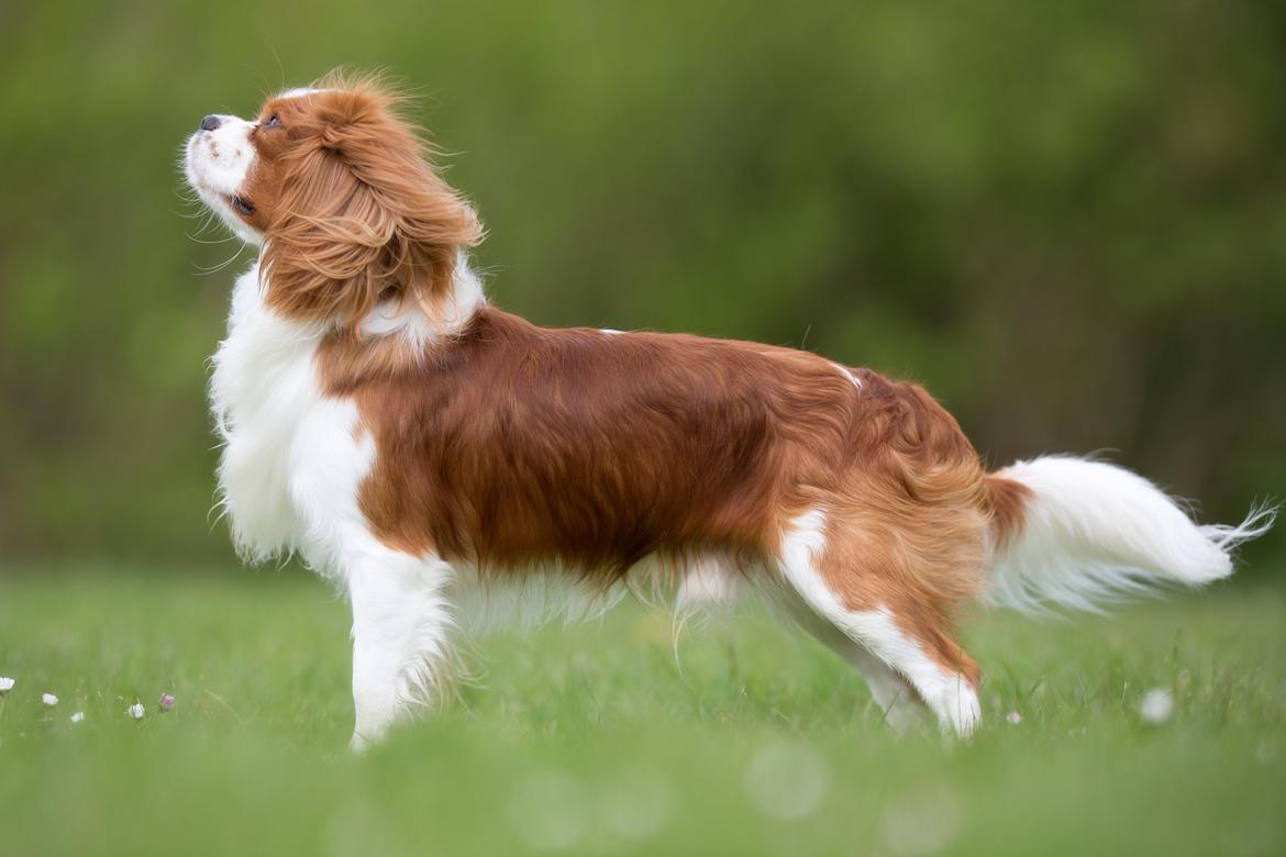 Cavalier king charles spaniel Uffe billede 2