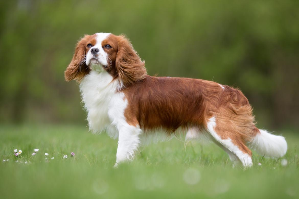 Cavalier king charles spaniel Uffe billede 3