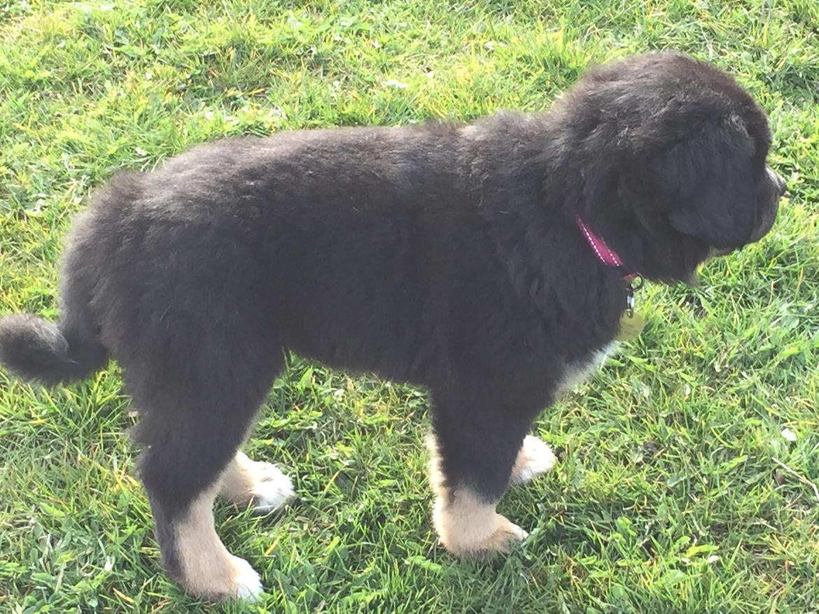 Tibetansk mastiff Khyi Sangmu's Bu-Wa Shiwa billede 5