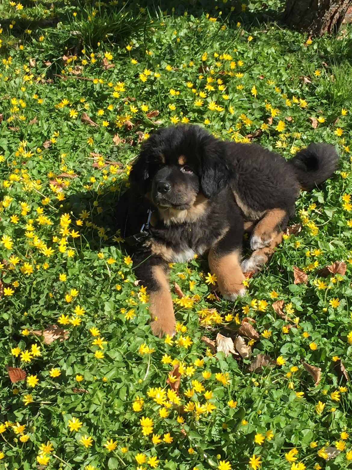 Tibetansk mastiff Khyi Sangmu's Bu-Wa Shiwa billede 8