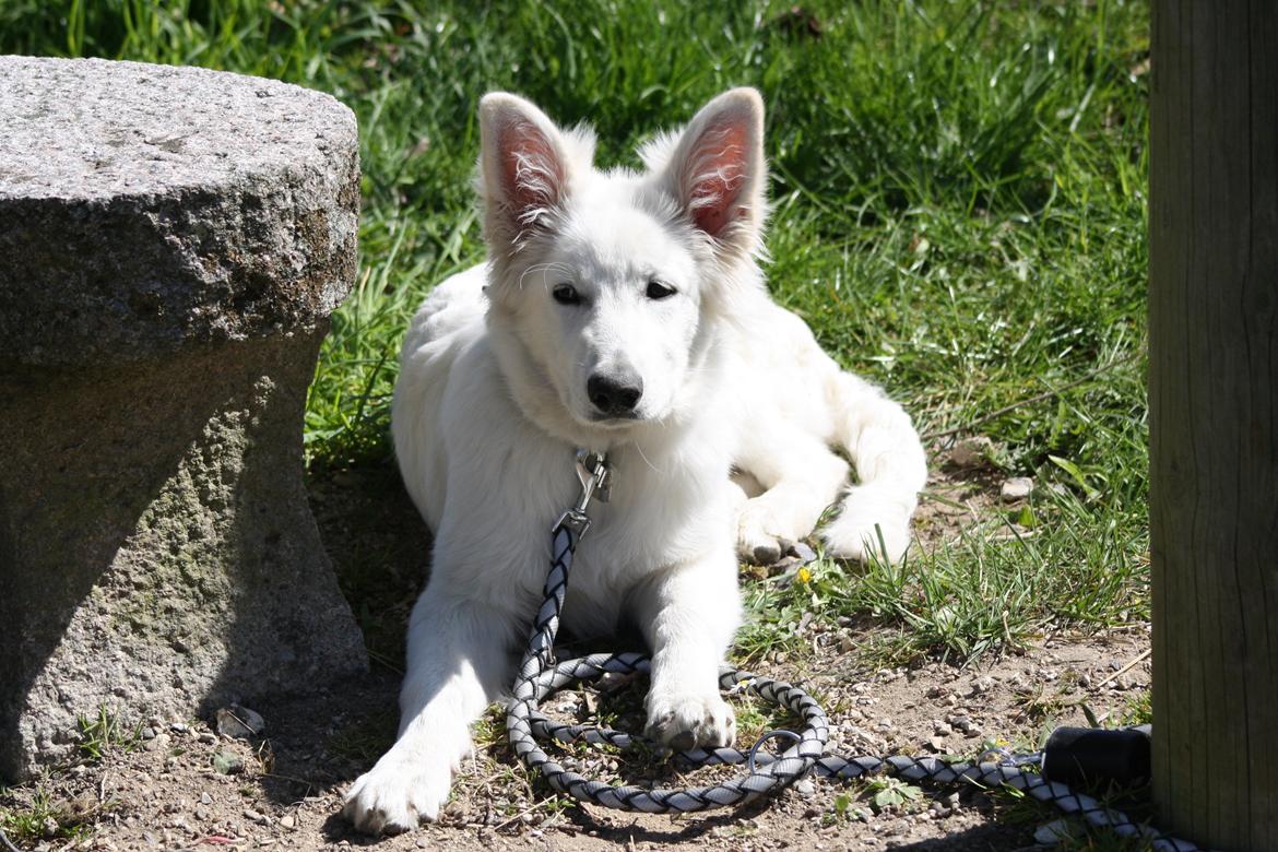 Hvid Schweizisk Hyrdehund Nica ( opdrætter navn Grammy) billede 23