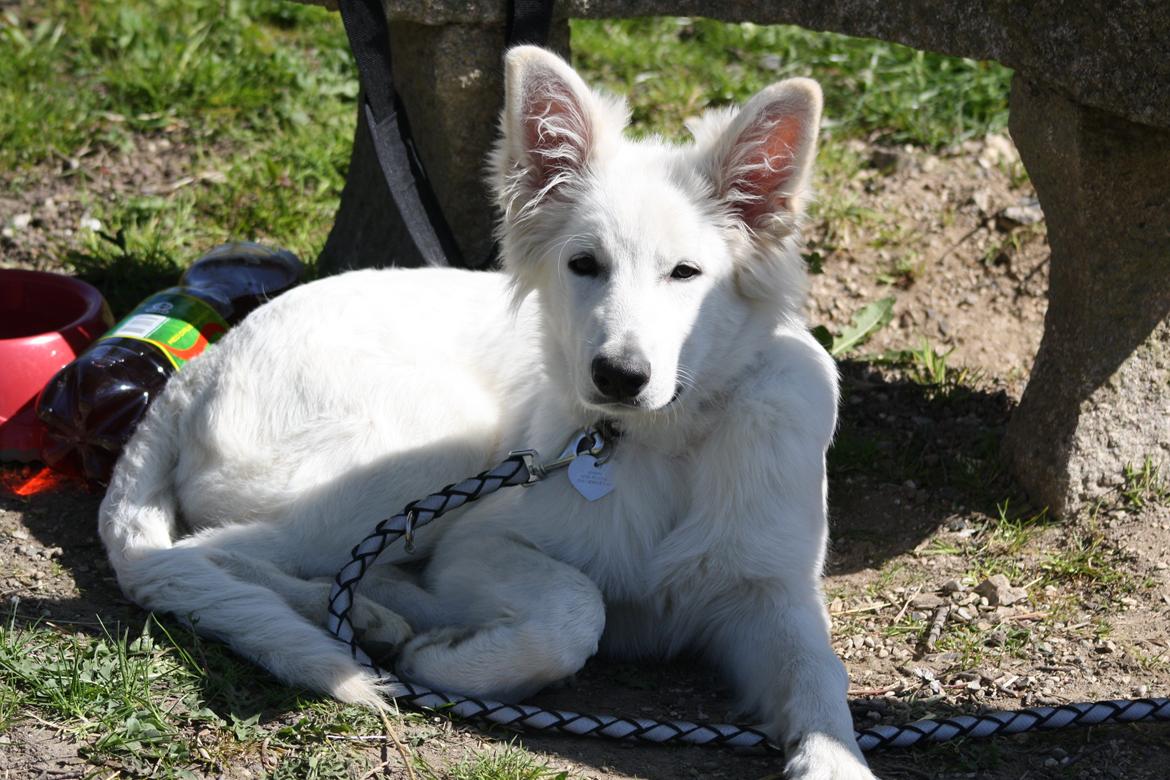 Hvid Schweizisk Hyrdehund Nica ( opdrætter navn Grammy) billede 24