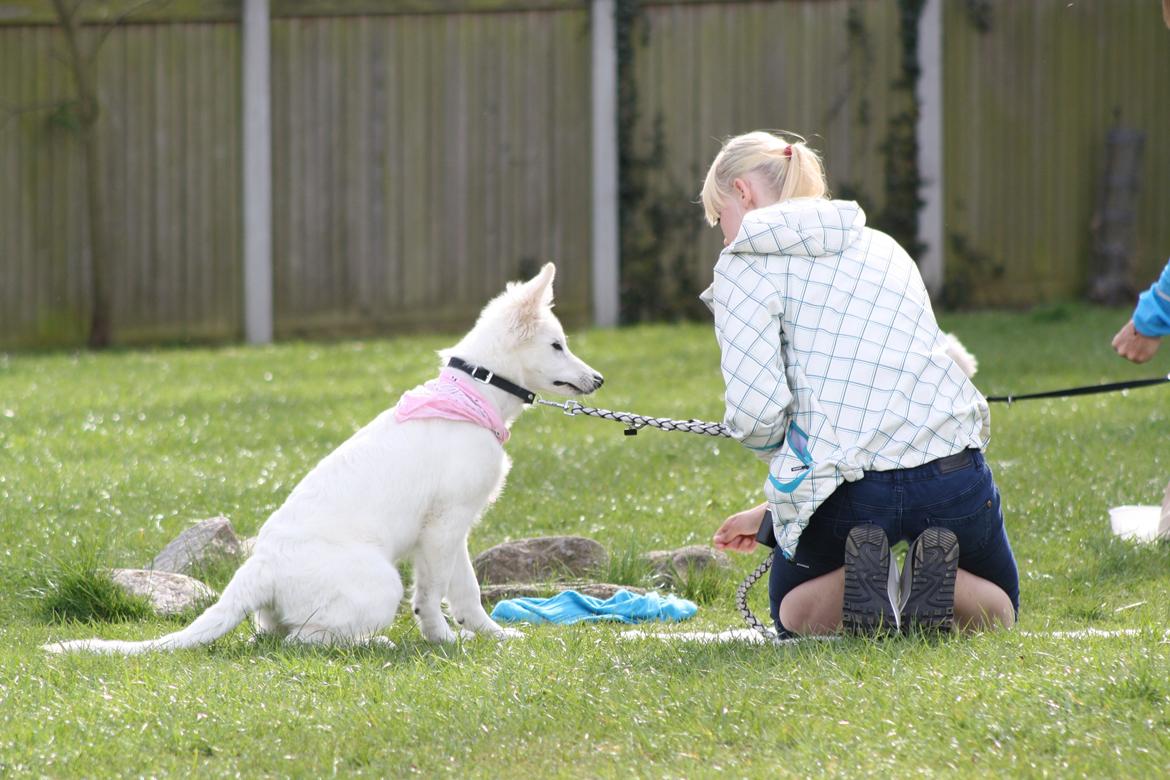 Hvid Schweizisk Hyrdehund Nica ( opdrætter navn Grammy) billede 22