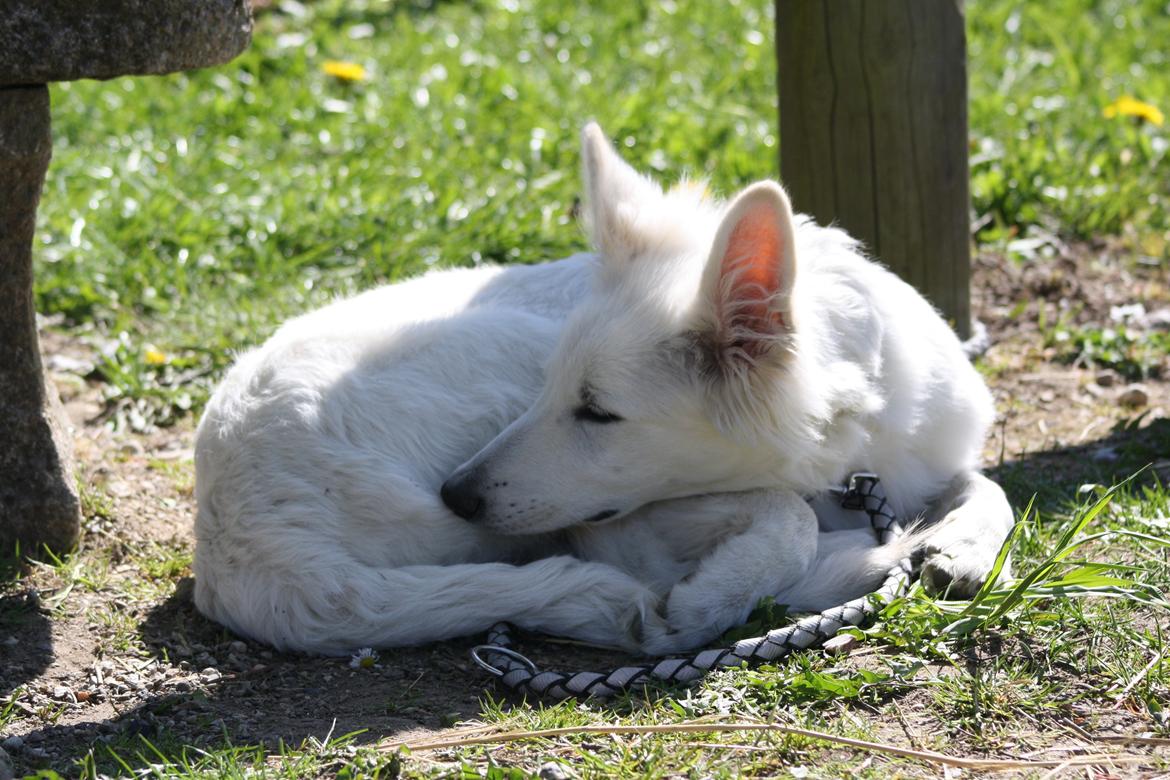 Hvid Schweizisk Hyrdehund Nica ( opdrætter navn Grammy) billede 28