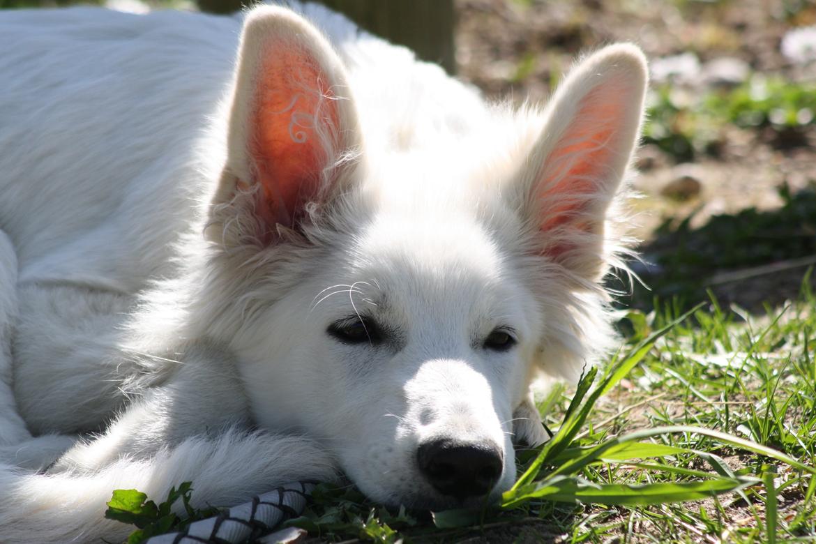 Hvid Schweizisk Hyrdehund Nica ( opdrætter navn Grammy) billede 26