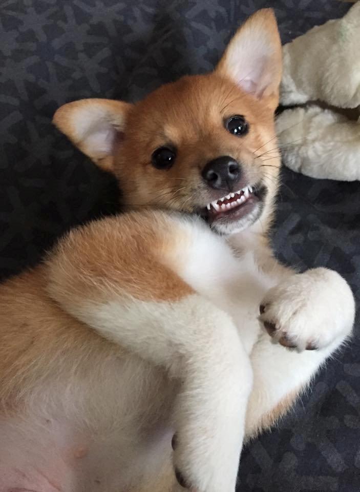 Blanding af racer Kenzo billede 2