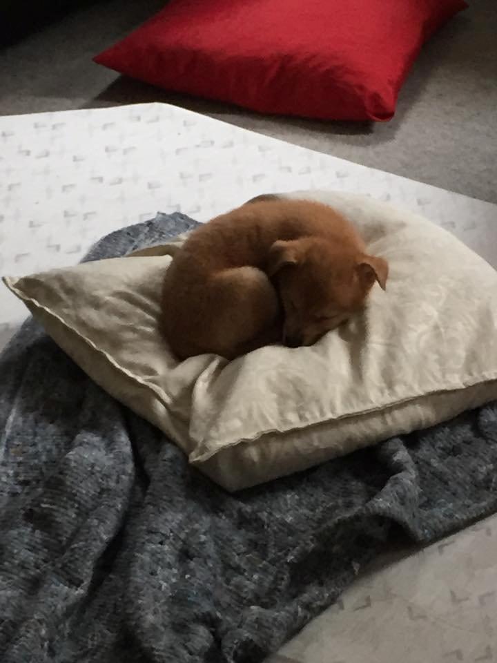 Blanding af racer Kenzo billede 4